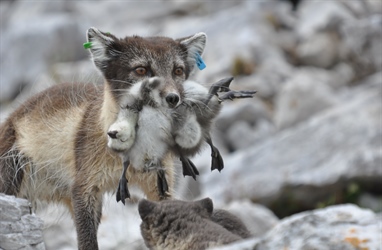 Goose density influences predation on ground-nesting birds in Svalbard